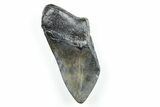 4.14" Partial, Fossil Megalodon Tooth - South Carolina - #171082-1